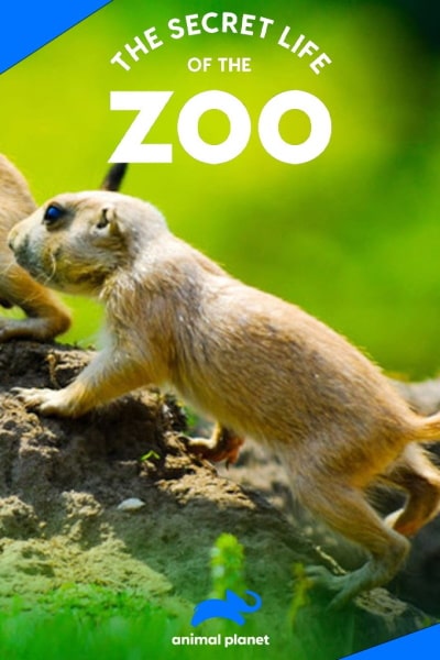 The Secret Life of The Zoo - Season 8