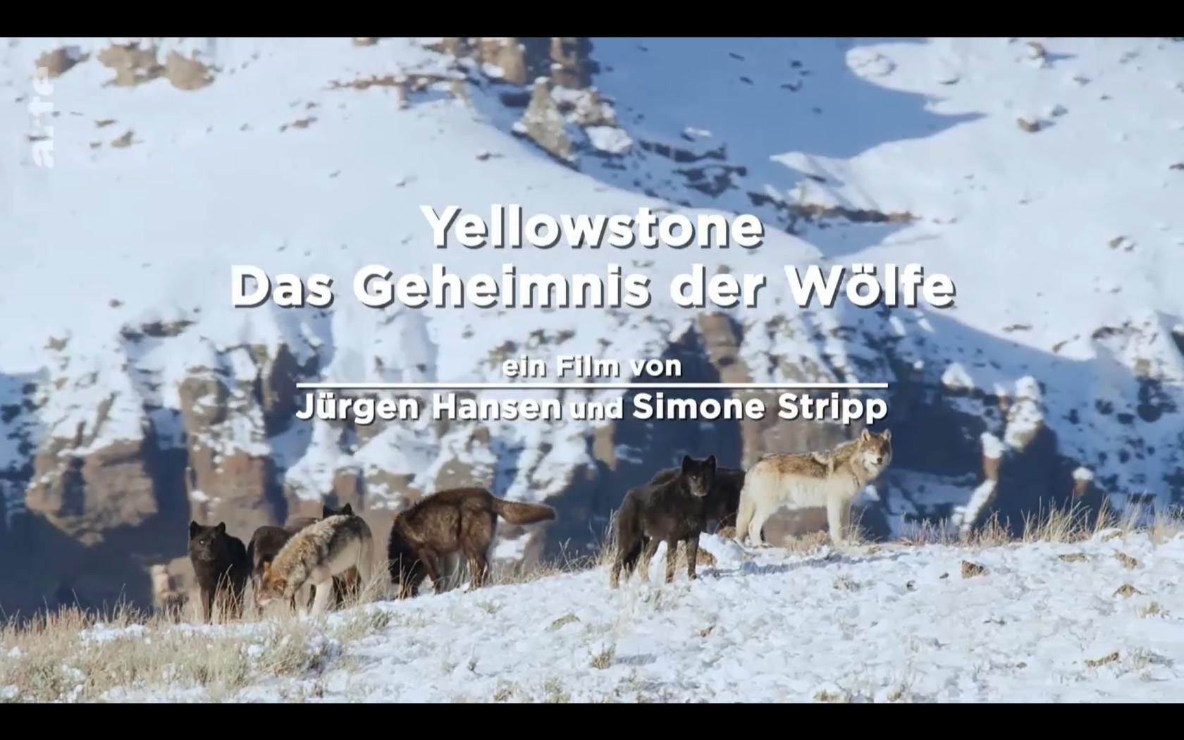 Yellowstone - Das Geheimnis der Wölfe